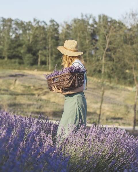 Lavender field slide in the same style
