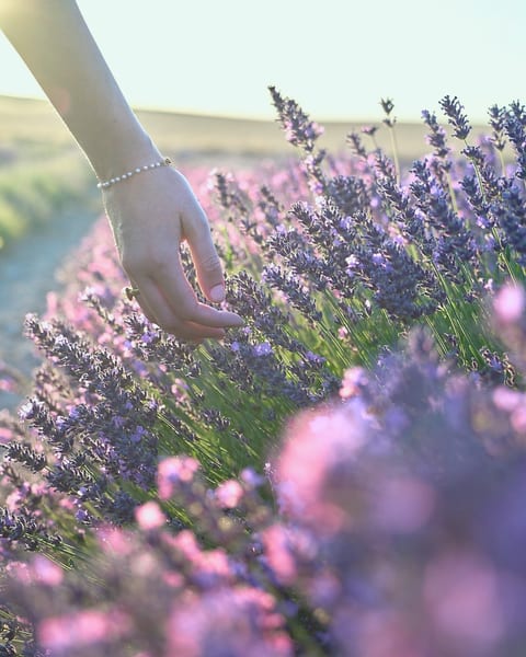 Lavender slide in the same style